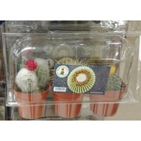 Cactus Canarias - 3x Kaktus Set gemischt mittel Pflanzen mit Topf in Blisterpackung produziert auf Gran Canaria