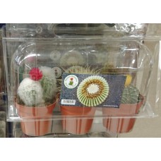 Cactus Canarias - 3x Kaktus Set gemischt mittel Pflanzen mit Topf in Blisterpackung produziert auf Gran Canaria